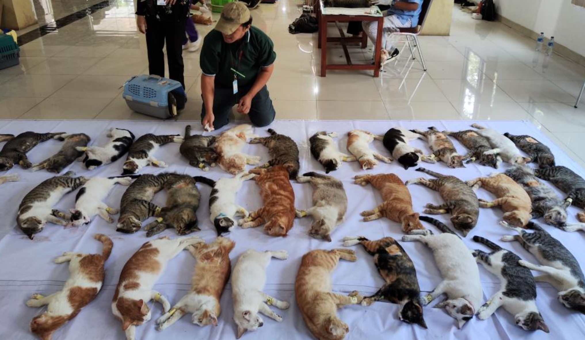 6 Bulan Sekali Kawin, Sekali Lahiran 12, Sterilisasi Kucing Liar Sungguh Mendesak Dilakukan