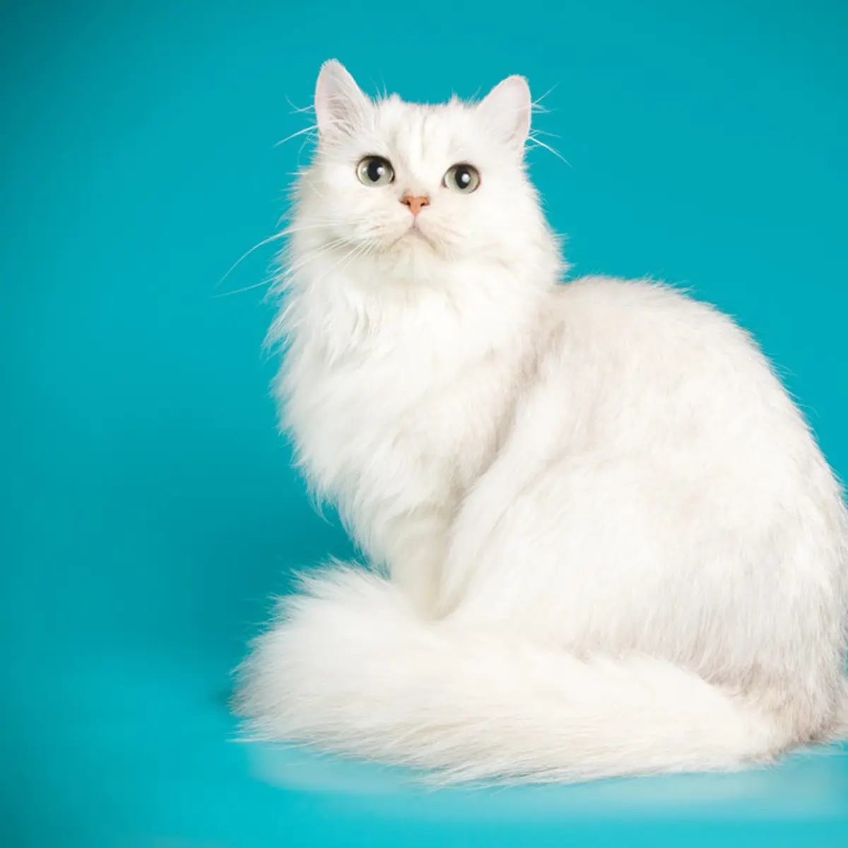 Sensasi Dipijat Oleh Kucing Menjadi Tanda Kucing Cinta dan Sayang dengan Kamu! Inilah 4 Tanda Kucing Mencintai