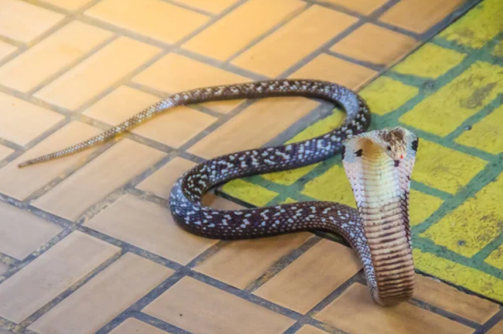 6 Cara Mengatasi Ular Kobra Masuk Rumah, Solusi Rumah Sering Didatangi Hewan Reptil Berbisa