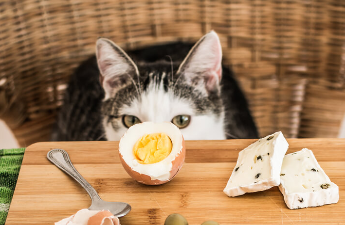 Pake Ayam dan Wortel? Ini 3 Resep Makanan Kucing Rumahan yang Sehat dan Hemat