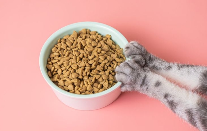 Praktis dan Terjangkau! Ini Dia 5 Rekomendasi Makanan Kucing di Supermarket