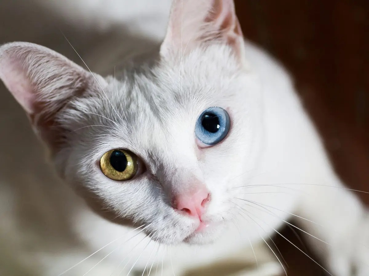 Kenapa Bisa Kucing Liar Nyaman Dengan Orang yang Baru Saja Dikenal? Inilah 3 Penjelasannya!