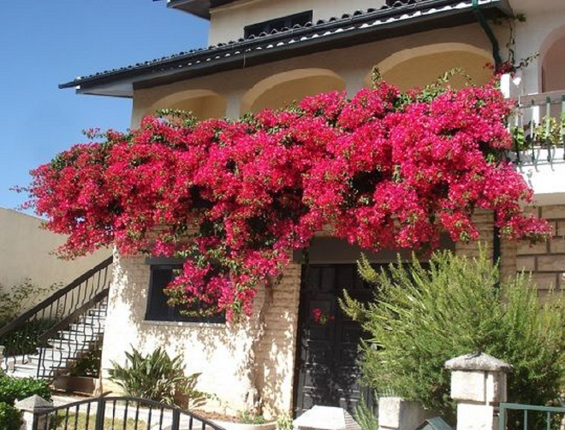 Bisa Mempercantik Rumah, Berikut Tanaman Hias Tahan Panas dan Cantik yang Cocok Ditanam di Pekarangan Rumah
