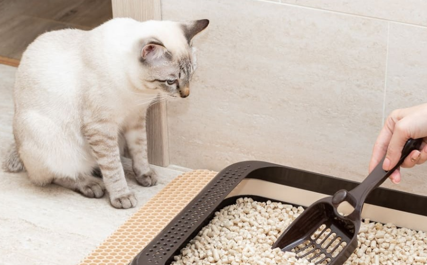 5 Merk Makanan Kucing Agar Pup Tidak Bau, Rumah Bebas Aroma Tidak Sedap Kotoran Anabul