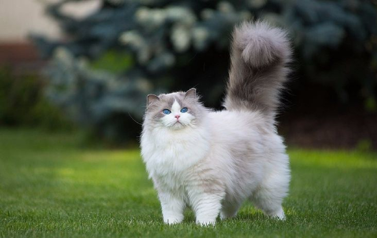 Mengenal Jenis Kucing Ragdoll, Si 'Boneka Cantik Berbulu' yang Ramah dan Gemar Bermain Air