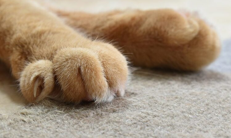 Ternyata Penting Lho! Ini 3 Alasan Kenapa Kucing Suka Menggaruk Karpet, Serta Cara Atasinya