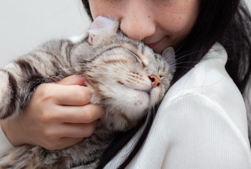 Bikin Baper! Berikut 4 Tanda Kucing Telah Jatuh Cinta dan Sayang pada Pemiliknya, yang Jarang Diketahui