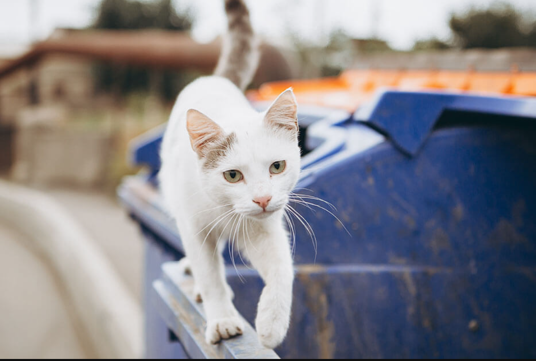 Jangan Remehin! Ini 5 Fakta Unik Kucing Jalanan yang Mungkin Belum Kamu Ketahui