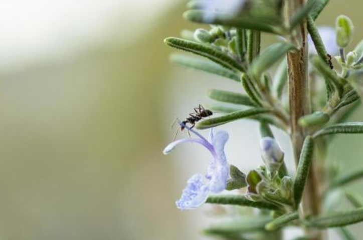 Makanan Sering Disemutin? Ini Dia 6 Tanaman Hias Pengusir Semut, Serangga Enggan Mendekat