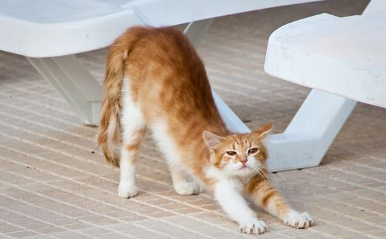 Kenali 6 Ciri-Ciri Kucing kurang Tidur, Bisa Menyebabkan Stres  Dan Berontak