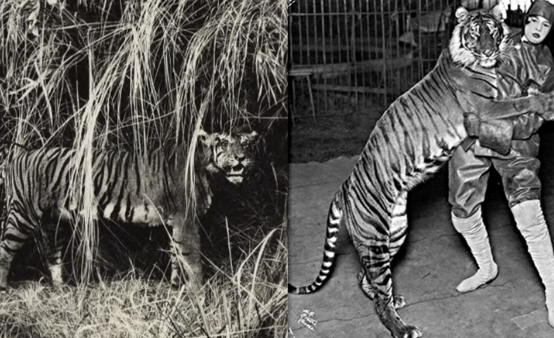 Ternyata Ini Fakta Kepunahan Harimau Jawa dan Bali, 2 Kucing Besar Endemik yang Telah Dinyatakan Punah