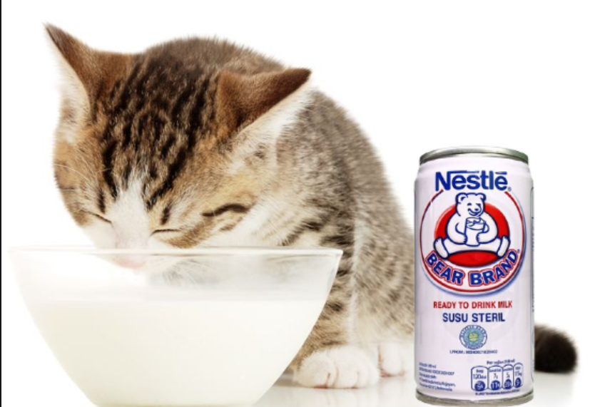Bolehkah Kucing Minum Susu Beruang? Inilah 4 Efek Susu Beruang terhadap Anabul