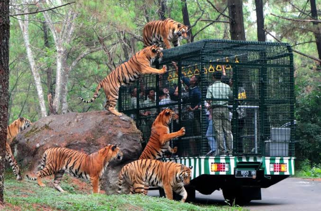 Menyambut Liburan Akhir Tahun! 10 Destinasi Wisata di Bogor Ini Sangat Cocok Dikunjungi Bareng Keluarga