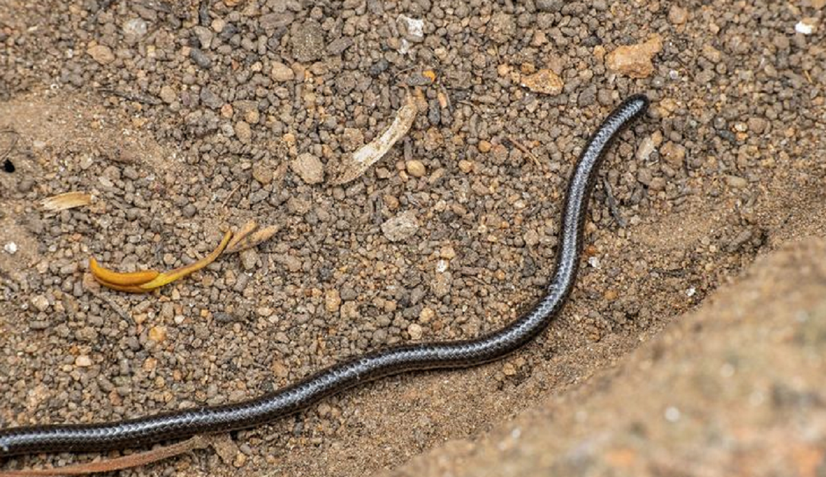 Bisa Jadi Sebuah Pertanda Buruk! Inilah Mitos Ular Kawat yang Masuk Rumah