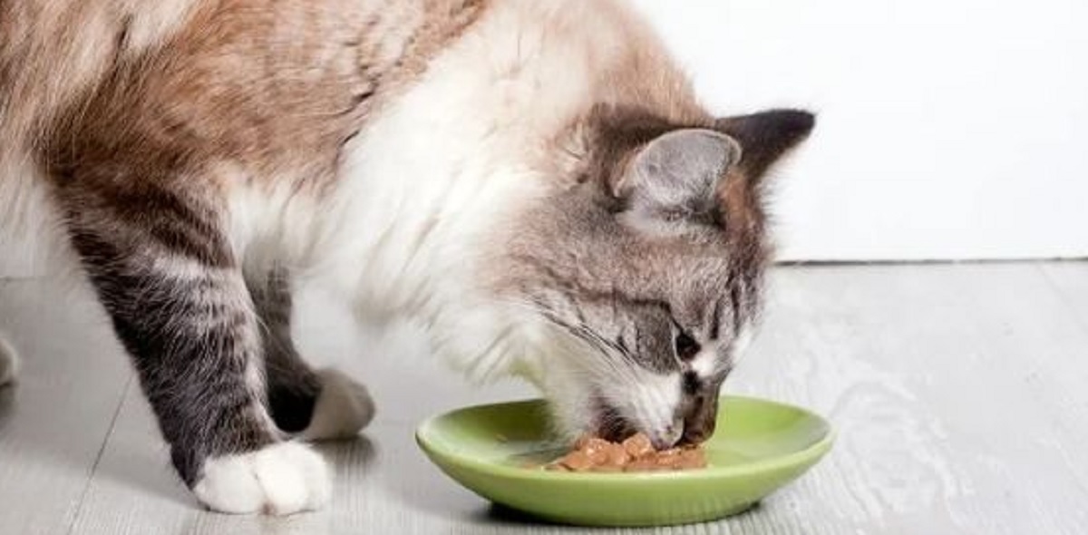 4 Rekomendasi Makanan Kucing Basah atau Wet Food, Yuk Segera Beli