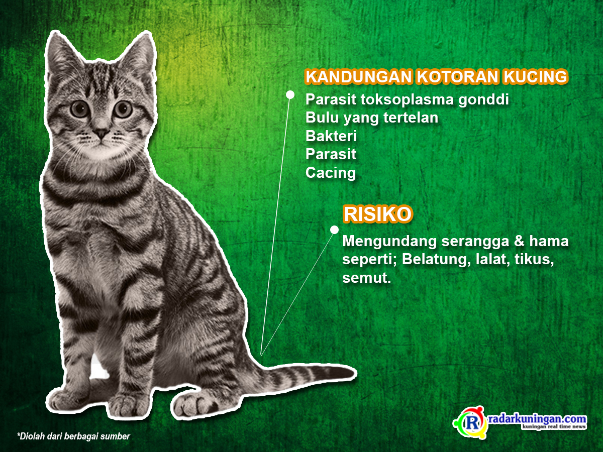 Mengandung Cacing dan Bakteri, Ini Cara Menangani Kotoran Kucing di Halaman Rumah yang Benar, Simak!