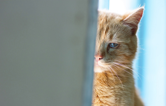 Tingkah Laku Anabul Tiba Tiba Berubah, Kenapa Perilaku Kucing Aneh? Ternyata Ini 5 Alasannya