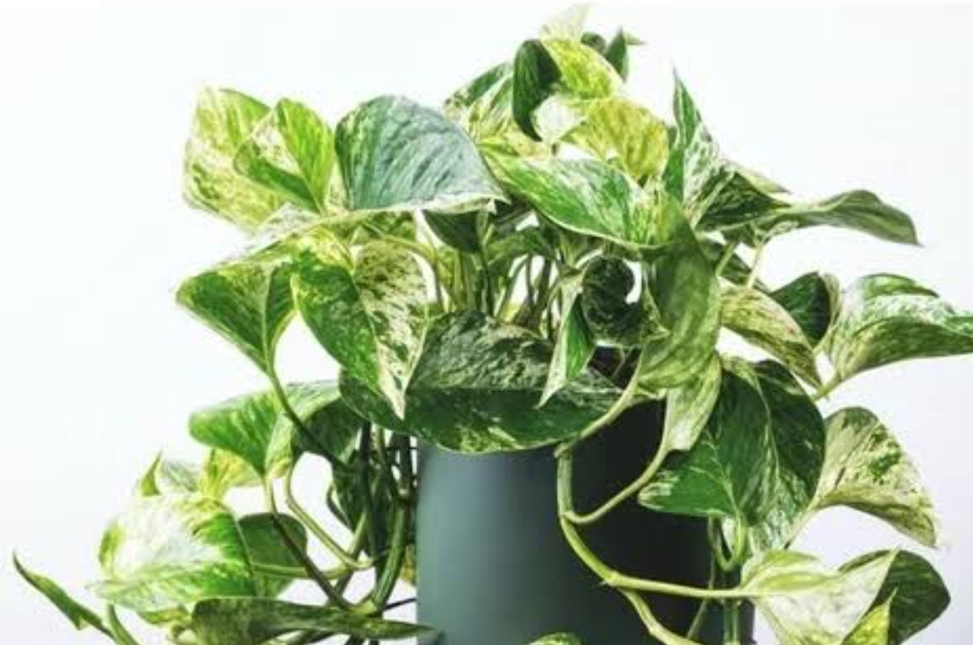 Dijuluki Devil's Ivy, Sirih Gading Justru Tanaman Hias yang Bermanfaat Sebagai Pembersih Udara