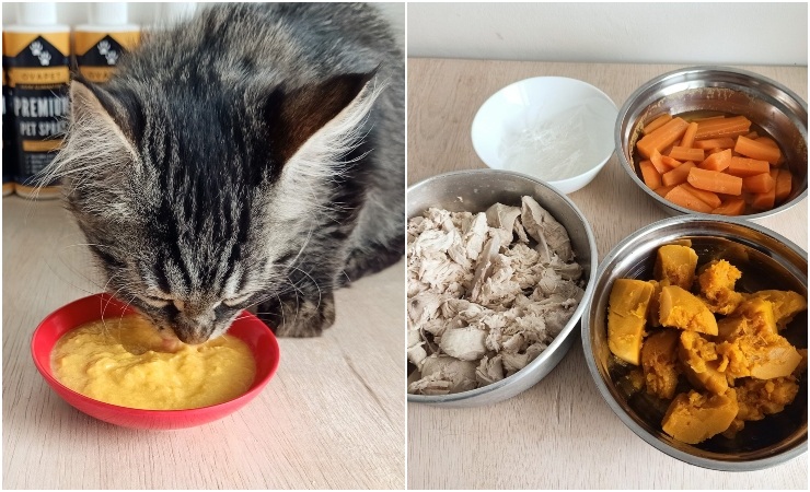 Cara Membuat Olahan Makanan Kucing Wet Food dan Dry Food, Mudah Dibuat di Rumah!