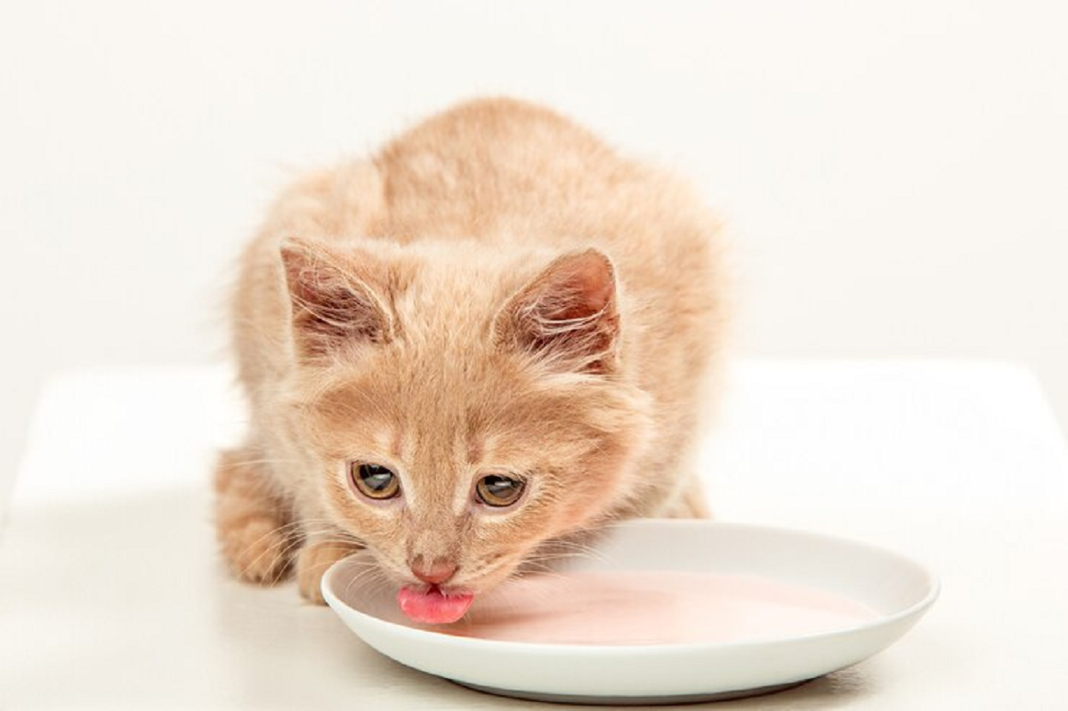 Hanya Perlu Dua Bahan! Ini Cara Membuat Makanan Kucing Kampung Dengan Bahan Murah, Simak Penjelasannya
