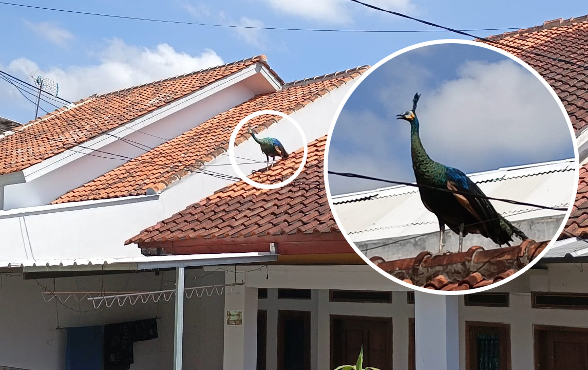 Burung Merak Hijau Berkeliaran di Atap Perumahan Korpri Cigintung Kuningan