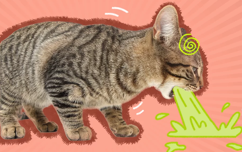 Kenali 4 Alasan Kenapa Kucing Muntah Kuning, Jadi Pemilik Kucing yang Bijak