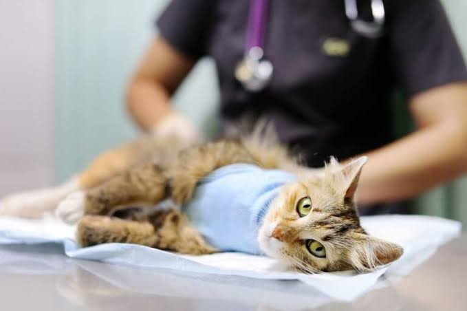 Berapa Biaya Sterilisasi Kucing? Ternyata Segini, Beda Jenis Beda Harga