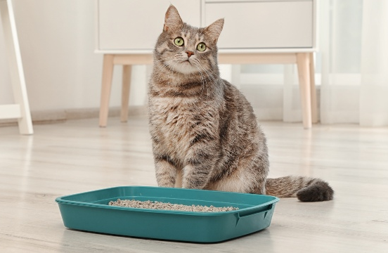 5 Cara Untuk Mengurangi Aroma Busuk Kotak Pasir atau Litter Box, yang Wajib diketahui Pemilik Kucing!