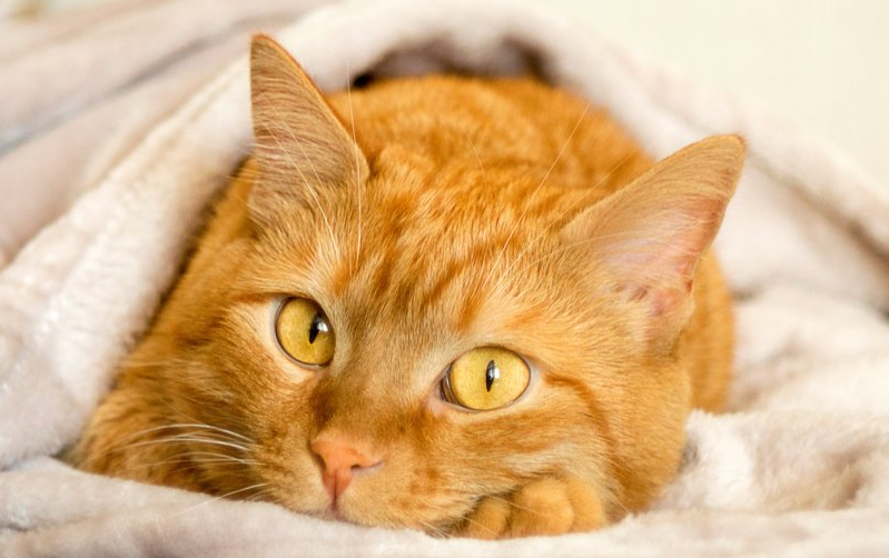 Berikut 25 Referensi Nama Kucing Oren Jantan, Mulai dari Nama Loveable Hingga yang Terkesan Tangguh!