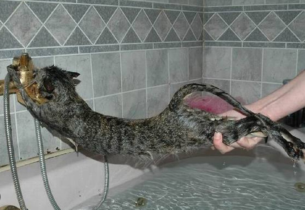 Kenapa Kucing Takut Sama Air? Ternyata Ada 5 Alasan Kenapa Kucing Takut Dengan Air