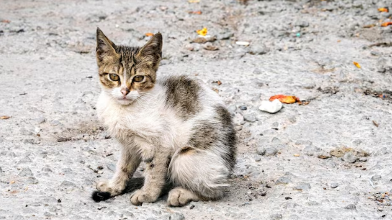 3 Hal yang Perlu Diketahui saat Memelihara Kucing Liar, Simak Sebelum Mulai Mengadopsinya