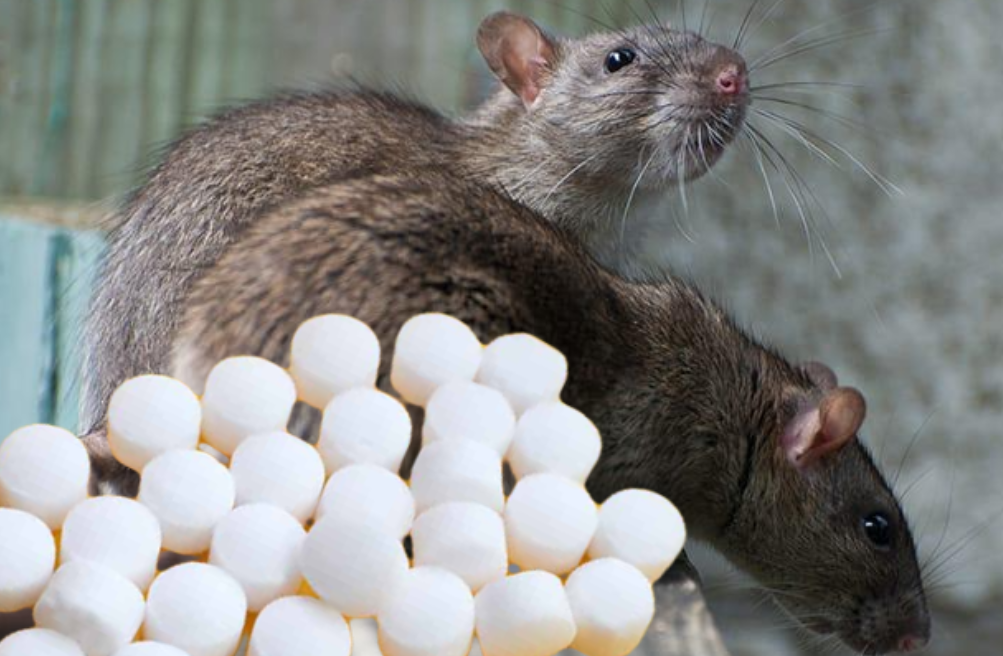 5 Cara Mengusir Tikus Pakai Kapur Barus atau Kamper yang Bisa Ditiru agar Efeknya Maskimal