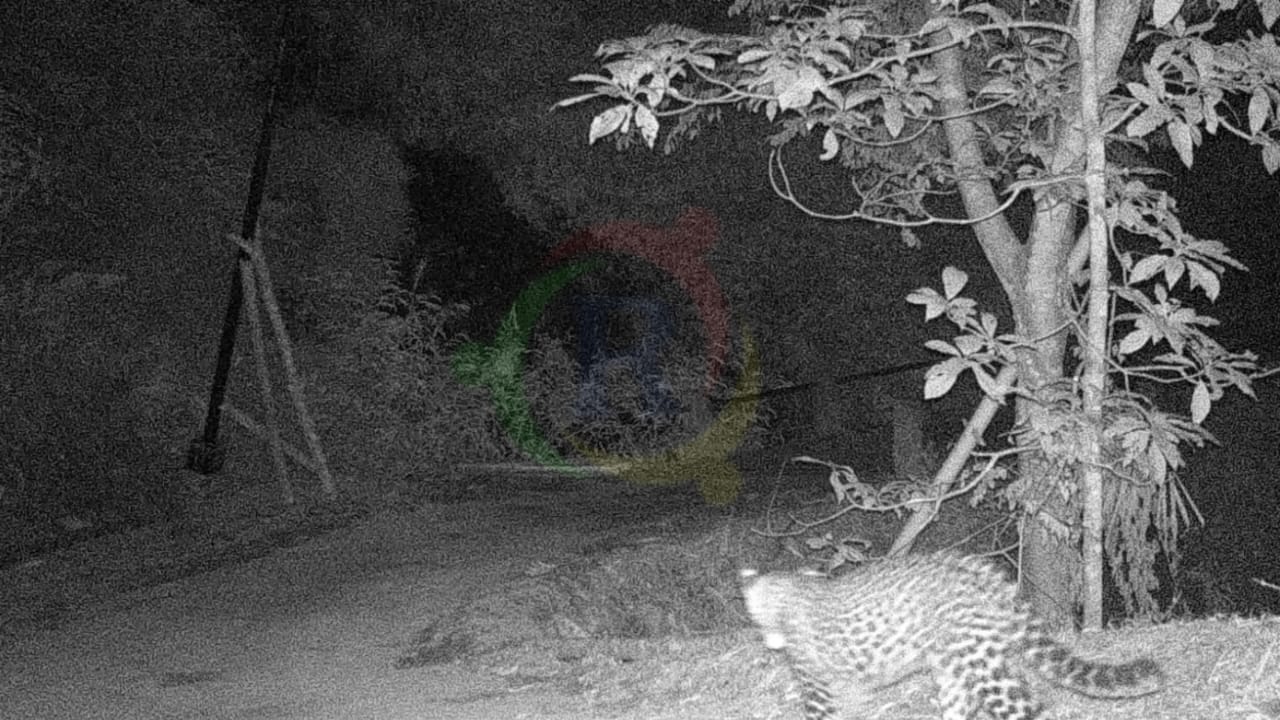 Penampakan Macan Tutul Turun Gunung di Kuningan, Terekam Camera Trap BKSDA