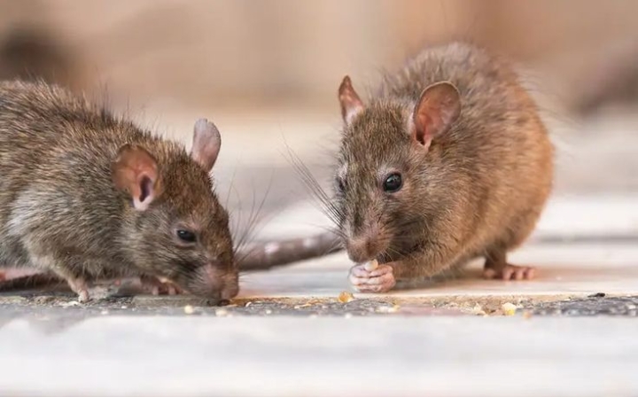 Saatnya Mengendalikan Hama Tikus dengan 4 Cara Efektif Ini!
