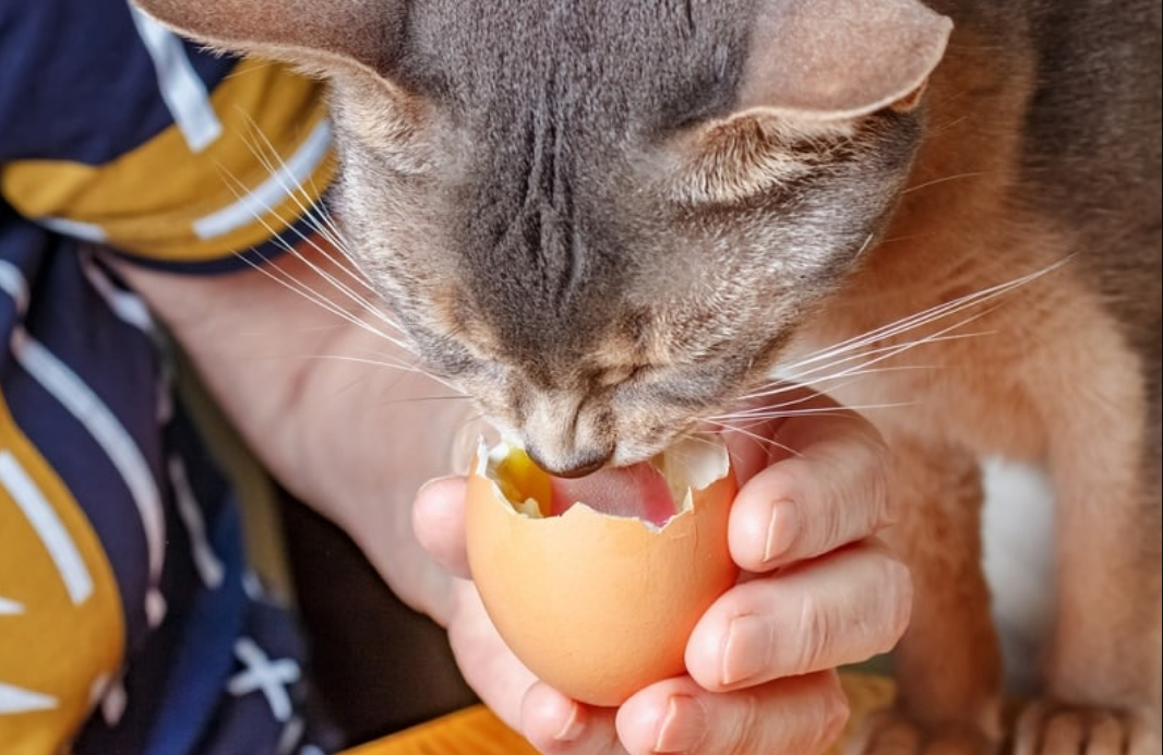 Inilah 7 Cara Membuat Makanan Kucing dari Telur yang Praktis dan Bikin Bulu Kucing Lebat