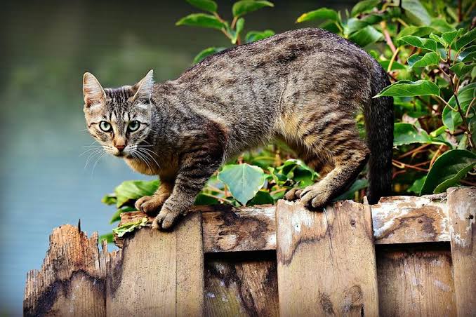 5 Cara Mengusir Kucing yang Aman dan Tidak Menyakiti, Ampuh dan Bikin Kucing Takut