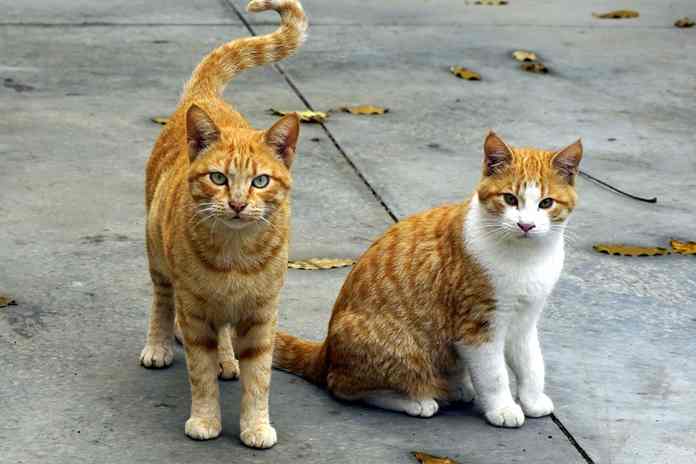 Kenapa Ekor Kucing Bengkok? Ternyata Inilah 4 Penyebabnya, Waspada Bisa Jadi Penyakit!