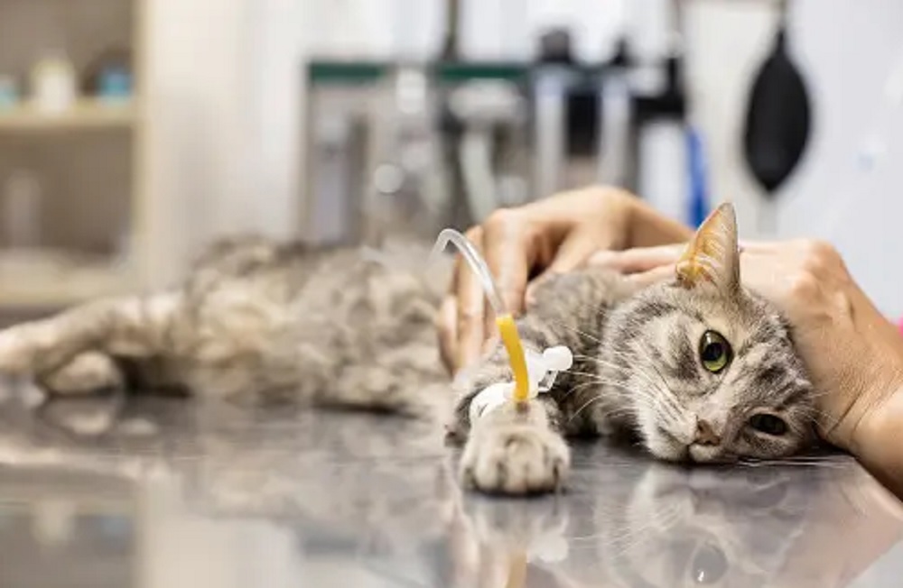 Mengenal Jenis Penyakit Pada Kucing Serta Cara Mengobatinya, Pemilik Kucing Wajib Tau!