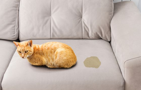 Ampuh! Begini 6 Cara Menghilangkan Bau Kencing Kucing Tercepat, Bikin Rumah Bersih Dan Wangi Kembali