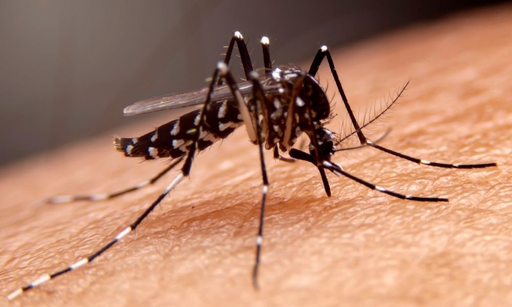 5 Cara Menghindari Nyamuk Datang Ke Rumah, Ampuh Meminimalisir Penyakit (DBD) Demam Berdarah Dengue