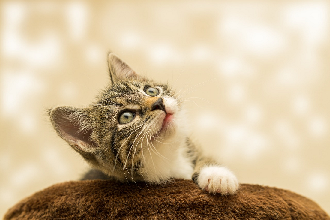 Mau Tahu Kenapa Anak Kucing Kesulitan Membuka Mata? Ternyata Ini 3 Penyebab Utamanya! 