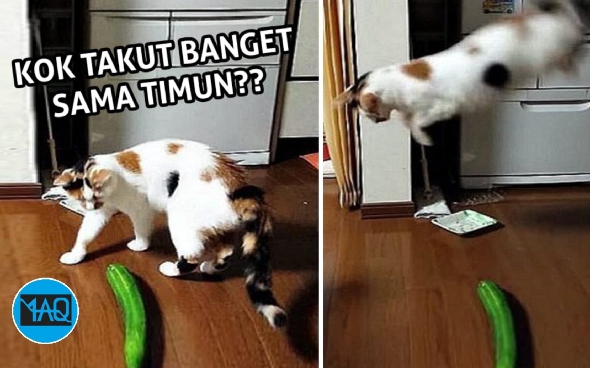 3 Alasan Kucing Takut dengan Timun, Bisa Sampai Melompat Ketakutan Dikira Ada Ular? Simak Penjelasan Berikut