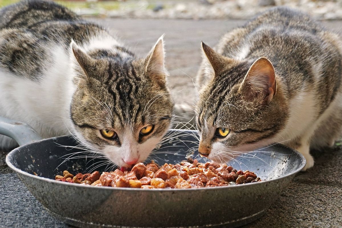 Inilah 3 Makanan Kucing Murah dengan Kualitas yang Baik Membuat Anabul Menjadi Sehat, Membuat Hemat Pemilik!