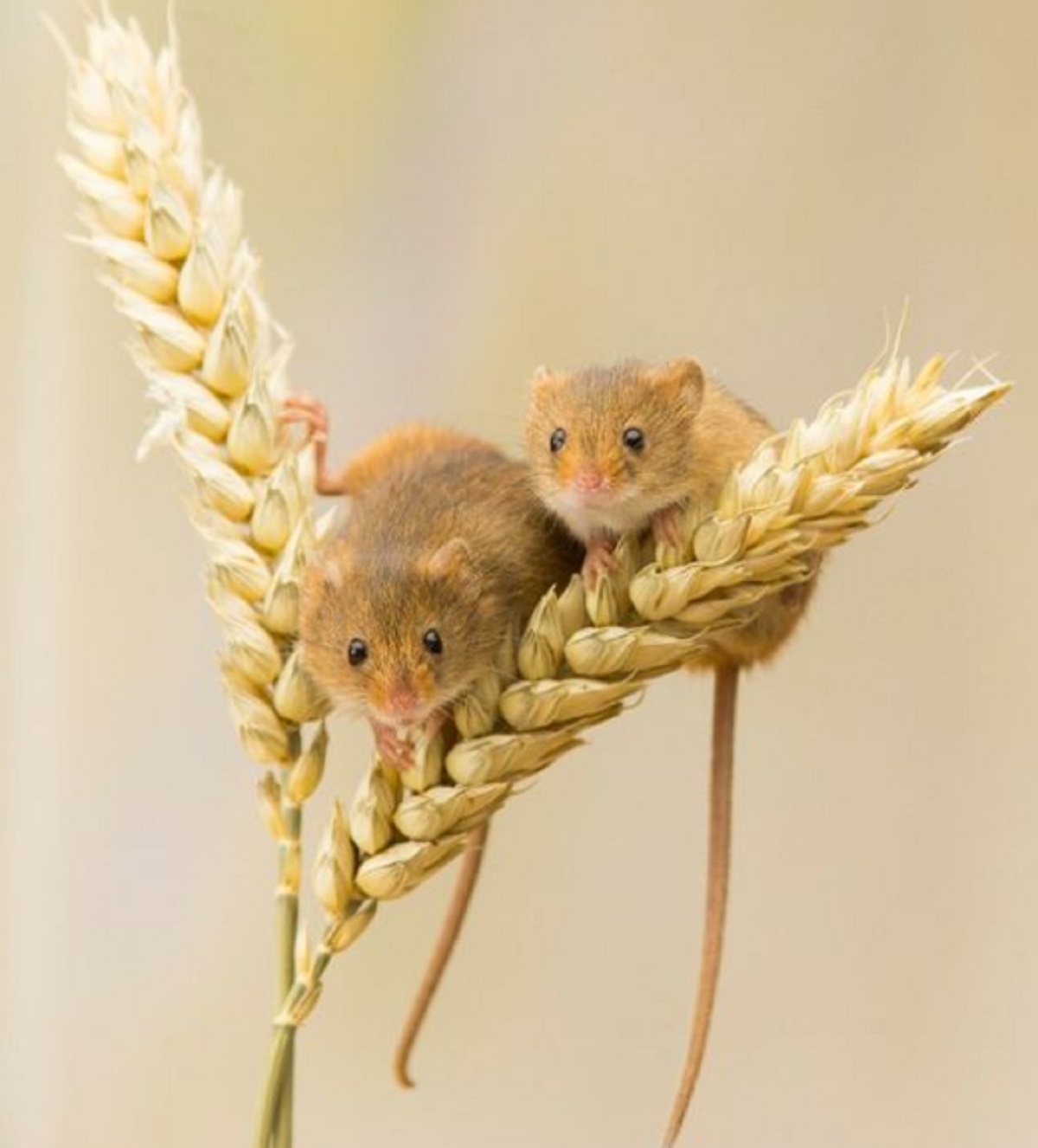 Aromanya Dibenci Tikus! Ini Dia 6 Aroma Yang Tidak Disukai Tikus, Cocok Mengusir Tikus Keluar Dari Rumah