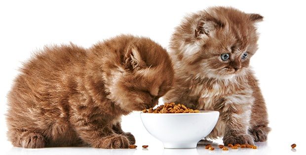 Memelihara Kucing Pastikan Untuk Membuat Makanan Berkualitas Sendiri, Ini Dia 3 Resep Makanan Kucing