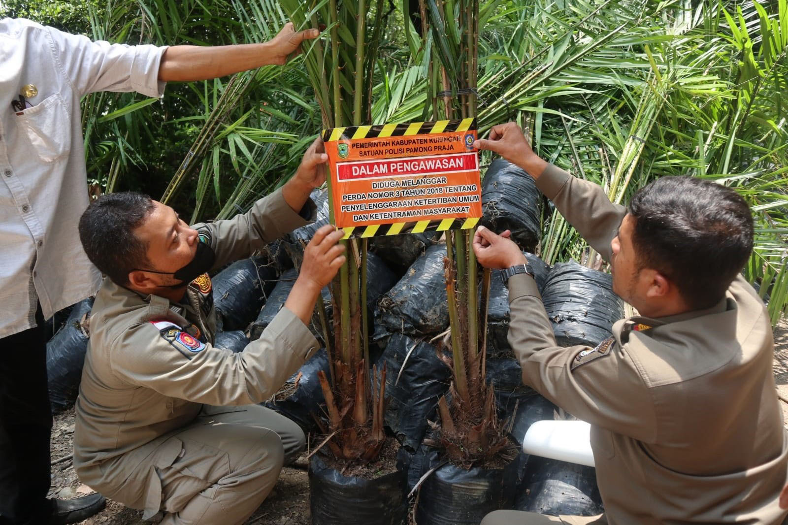 Ekosistem Terganggu, Bupati Kuningan Hentikan Aktivitas Penanaman Kelapa Sawit