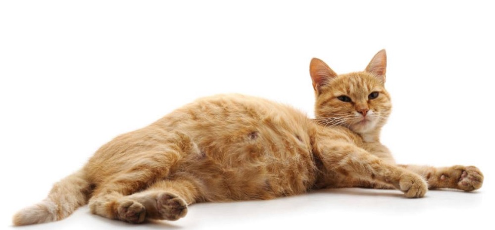 Buat Kucing Sehat dan Tidak Cepat Hamil, Ini Dia 4 Cara Mencegah Kucing Hamil Tanpa Steril