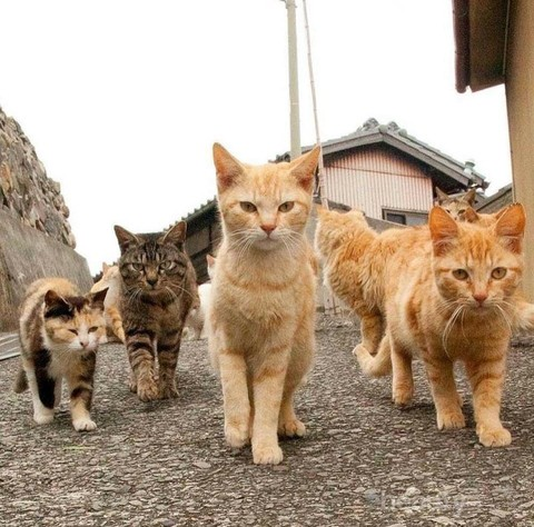 Mengenal Karakter Kucing Kampung Berdasarkan Warna Bulunya, Ternyata Beda Warna Bulu Beda Karakter!