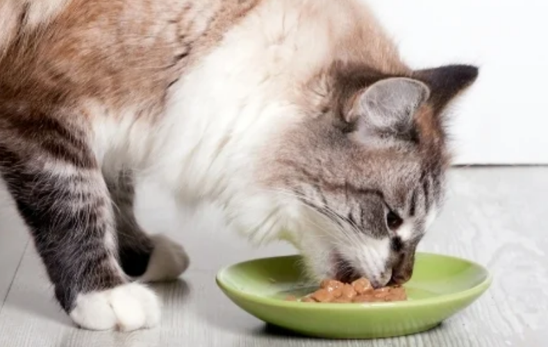 4 Cara Menyimpan Wet Food Kucing yang Baik dan Benar! Boleh Disimpan di Kulkas?