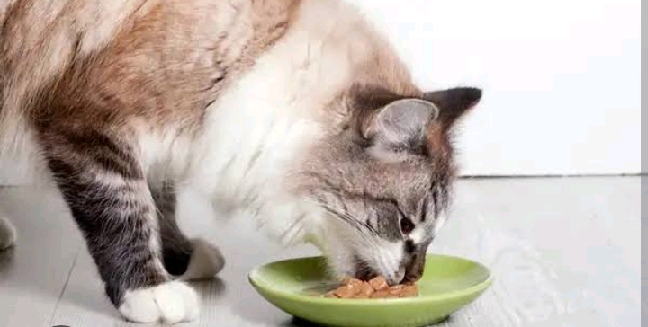 Bikin Sendiri Makanan Kucing di Rumah? Simpel Banget, Coba Ikuti 4 Resep Berikut Ini